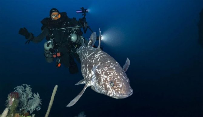 Coelacanth in Indonesia