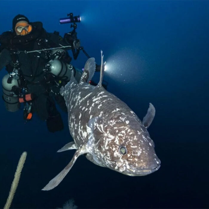 Coelacanth in Indonesia