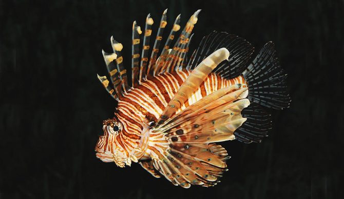 lionfish painful sting