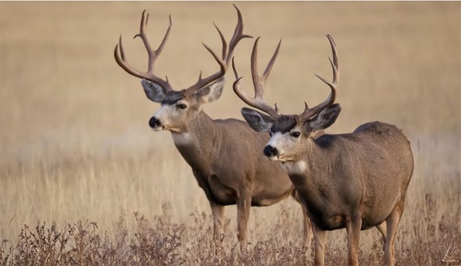 Yosemite National Park mule deer