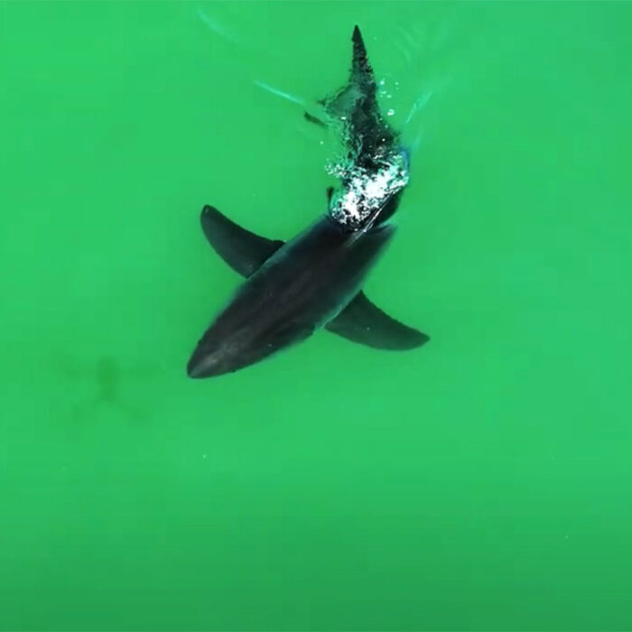 Great white shark chasing drone shadow