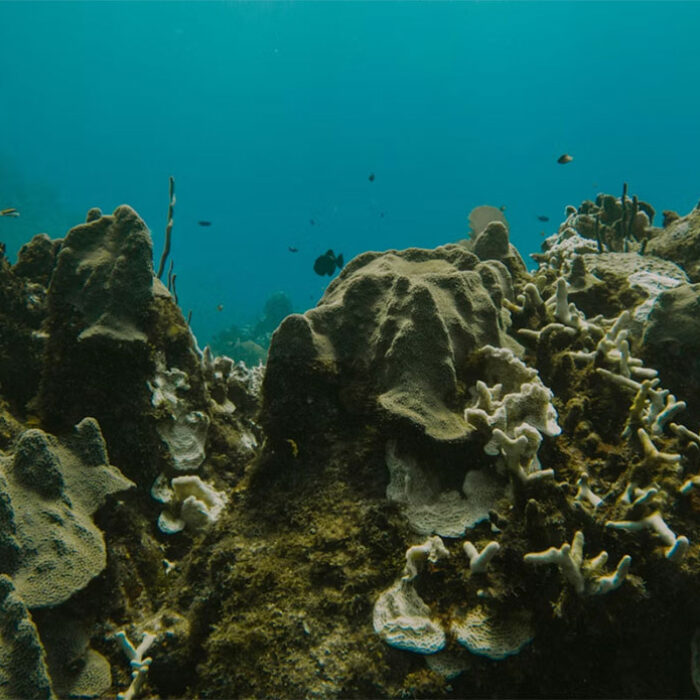 ocean acidification