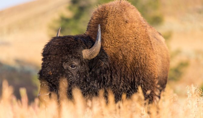bison at Yellowstone
