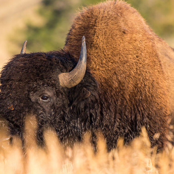 bison at Yellowstone