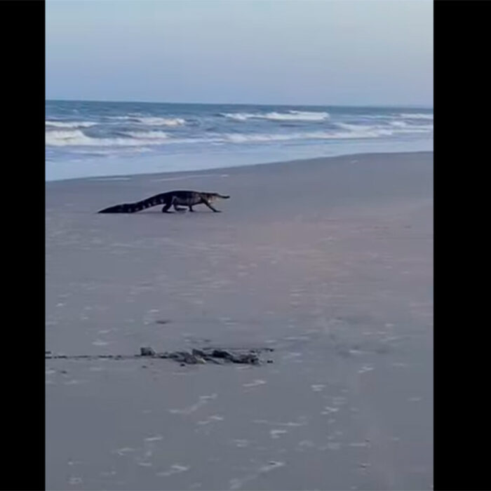 Two Alligators Were Found on Carolina Beaches