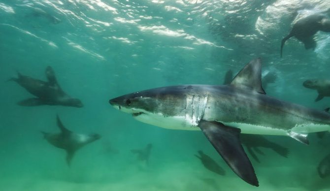 Great white shark mobbed by seals