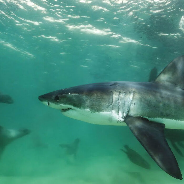 Great white shark mobbed by seals