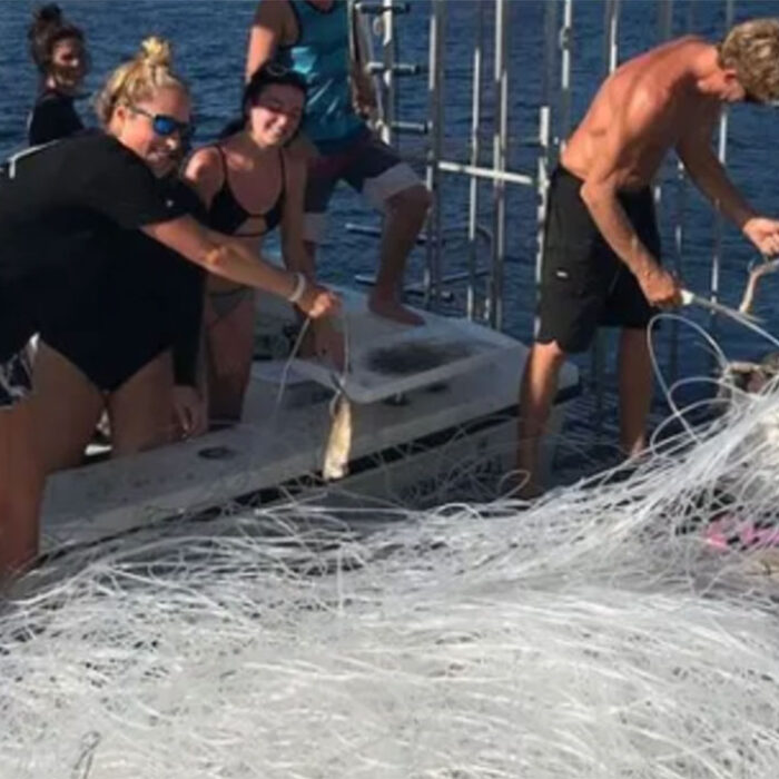Donald trump pardons divers