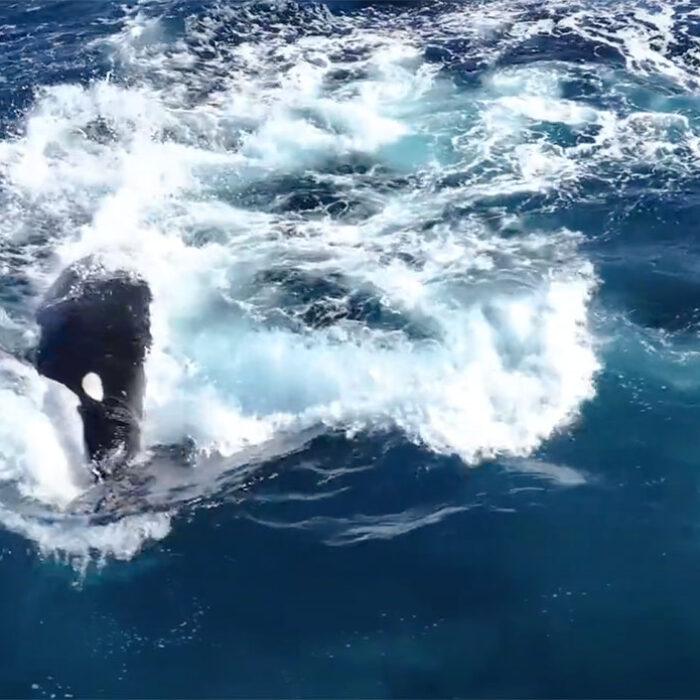 orcas take down humpback whale