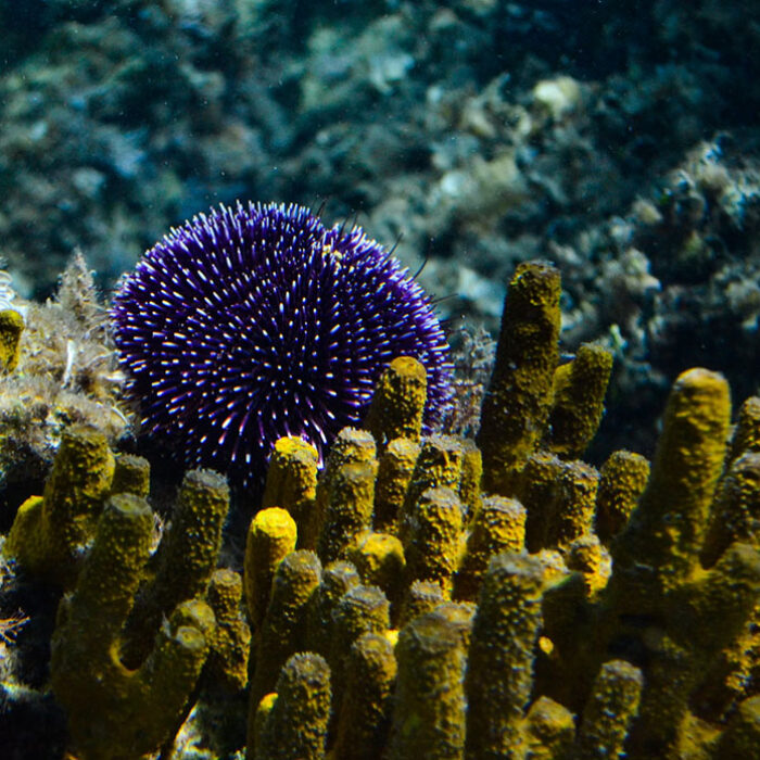 sea urchin
