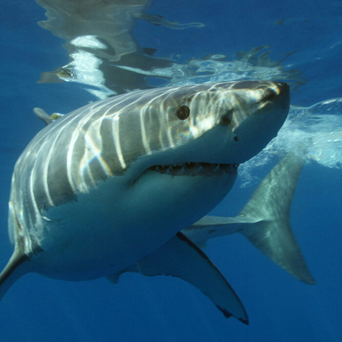 Queensland, Australia Invests $60 Million Into Shark Mitigation, With Nets at Heart of Program