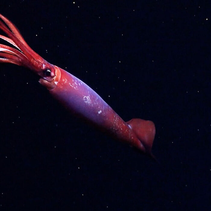 Gonatus antarcticus squid