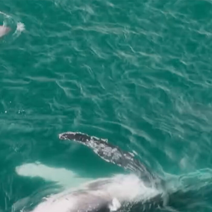 Humpback whale