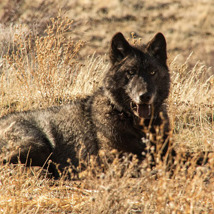Three New Wolf Packs Just Settled in California, Pitting Ranchers Against Conservationists