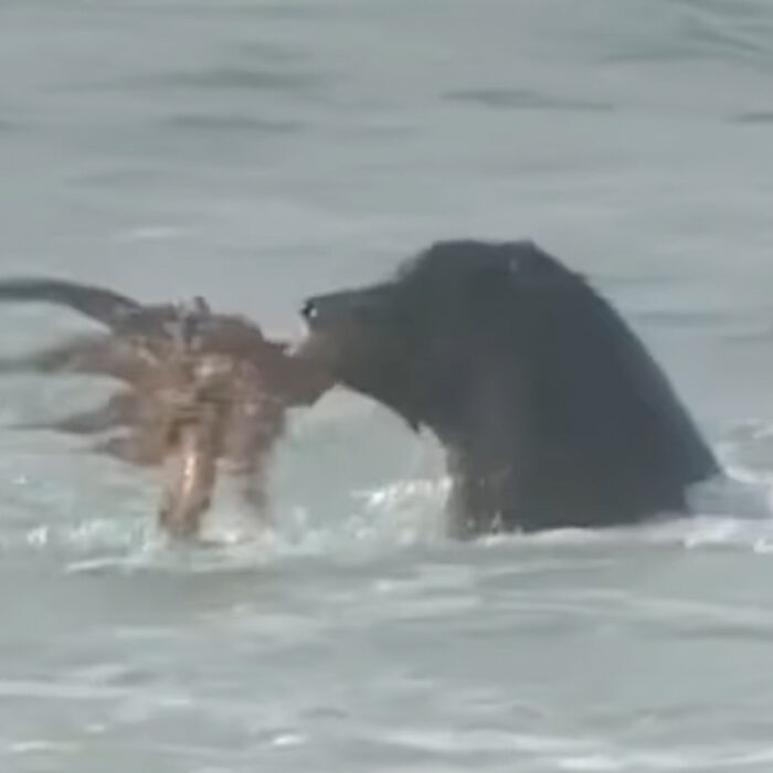 A good day to be a seal. A bad day to be an octopus. Photo: Instagram // Screenshot