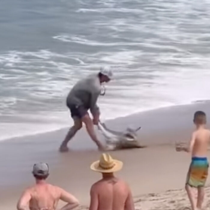 Absolutely no respect. Photo: Nantucket Current // Instagram