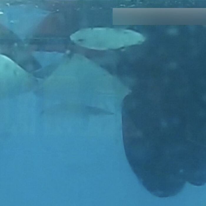 Orcas making out looks pretty much exactly how you'd imagine. Photo: Almunia et al. // Oceans