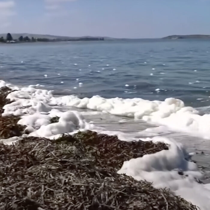 A deadly algal bloom has been devastating Australia's southern beaches.Photo: ABC News // YouTube