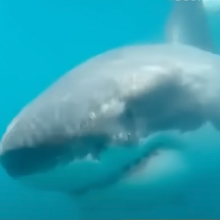 Just stoppin' in to say hi. Photo: Dustin Sergent // YouTube