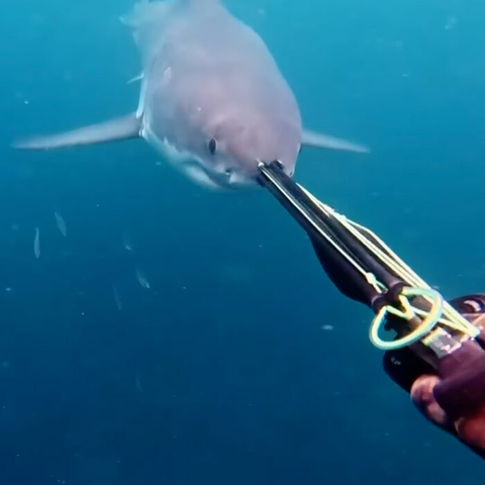 That's about as close as you can get to a great white. Photo: 9 News // YouTube