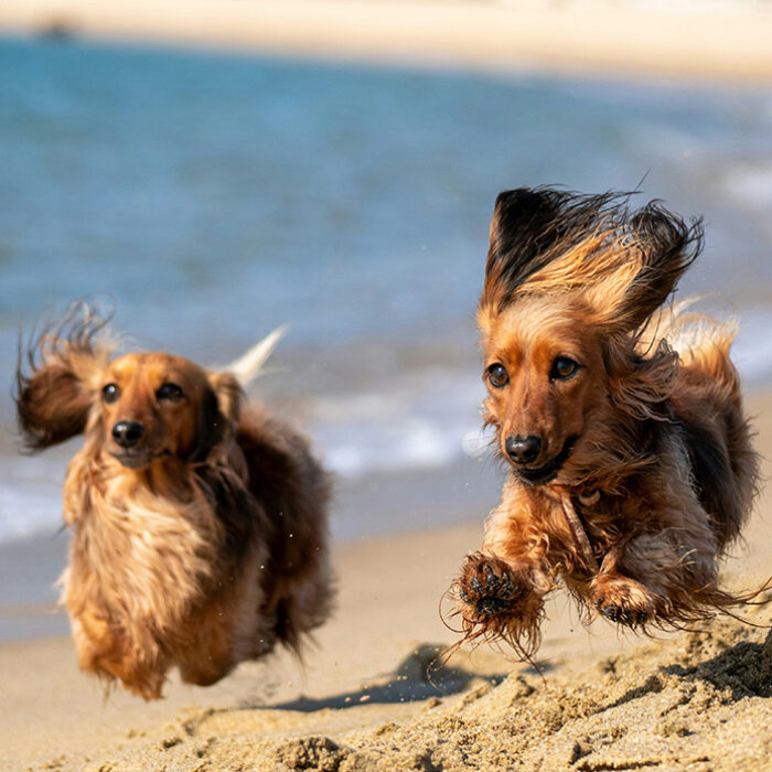 Funny Stories From Surfers And Their Dogs