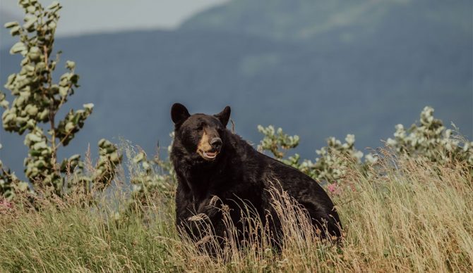 black bear in Alaska