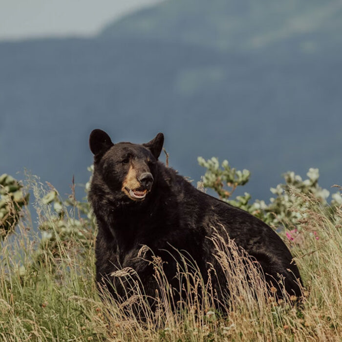 black bear in Alaska