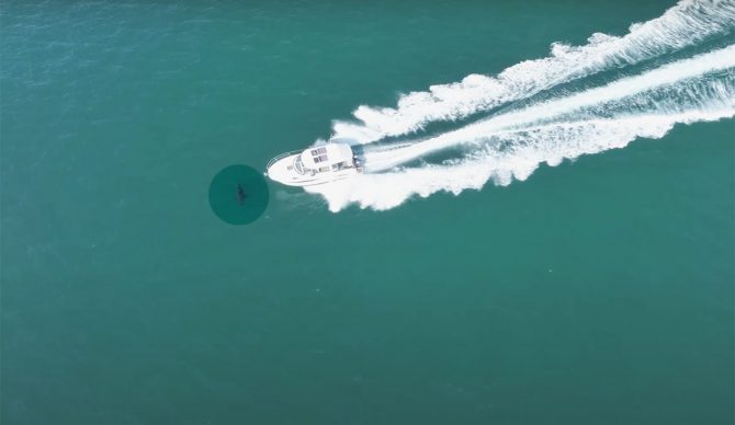 great white shark hit by boat