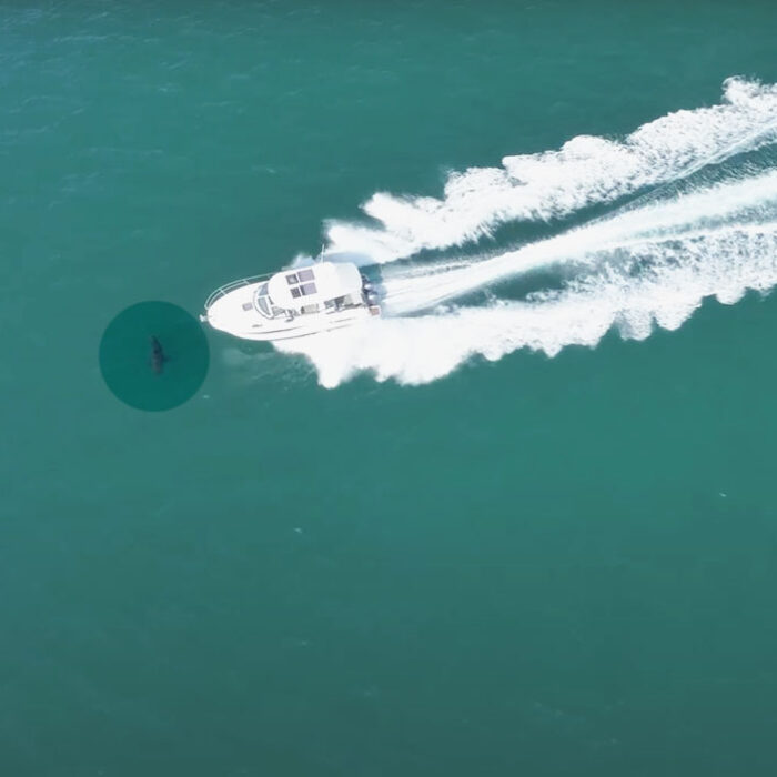 great white shark hit by boat