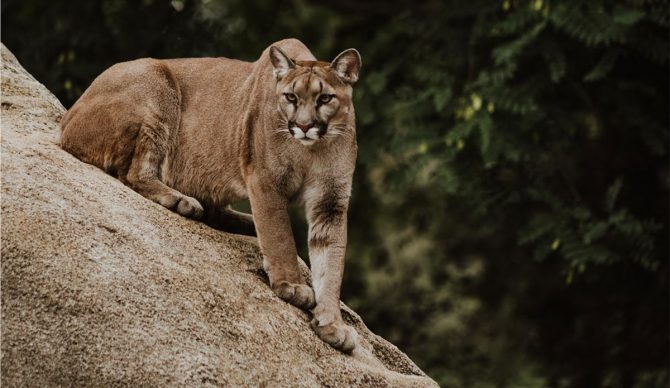 Smithers man attacked by cougar