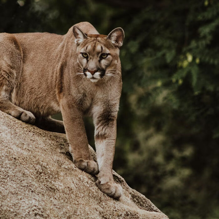 Smithers man attacked by cougar