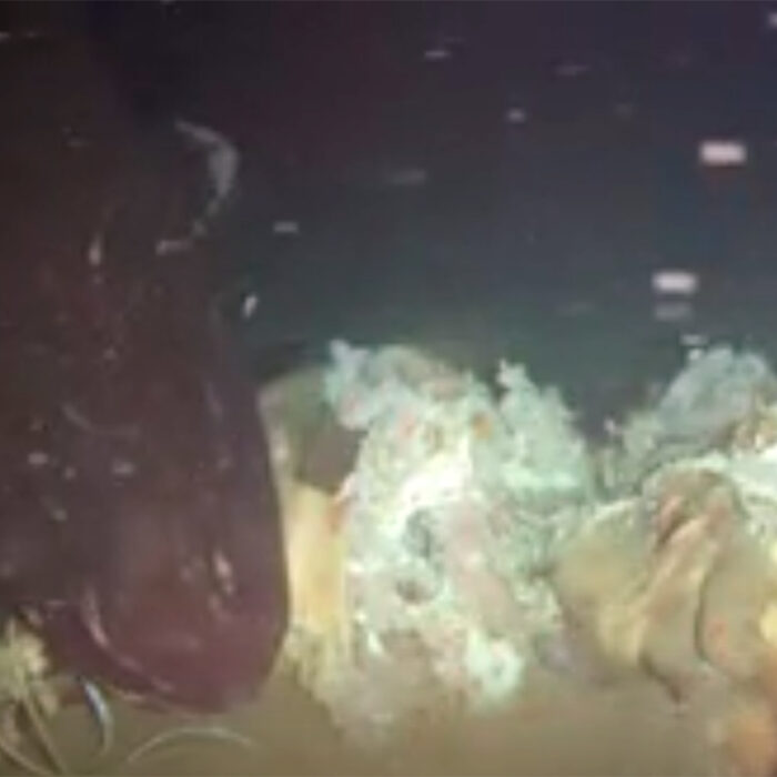 Watch Pacific Sleeper Sharks Chow Down on a Dead Cow for Science