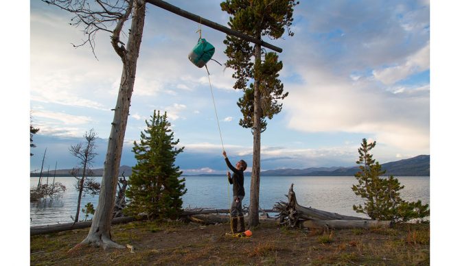 black bear killed at Yellowstone food storage pole.