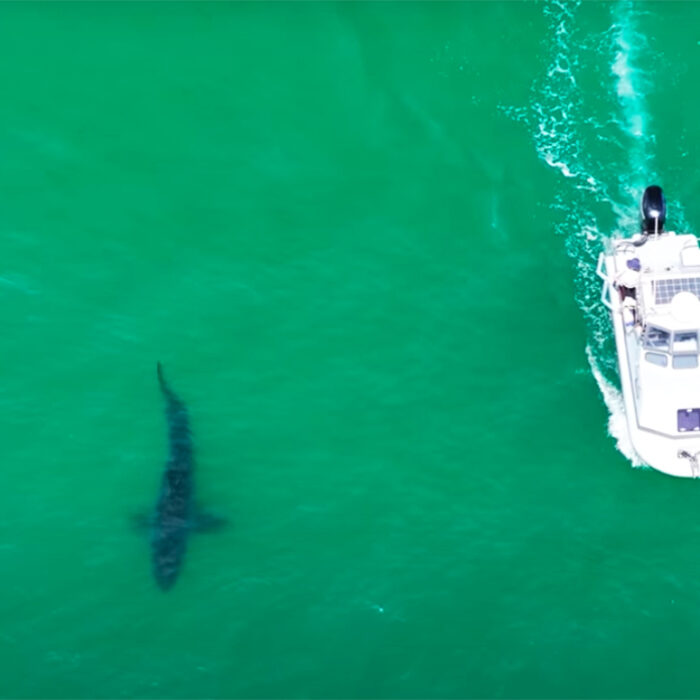 Check Out the Size of This Great White Shark Caught via Drone Footage in Southern California