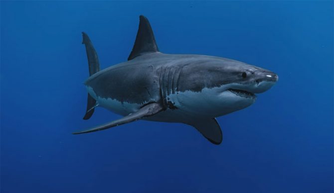 OCEARCH on Jaws film