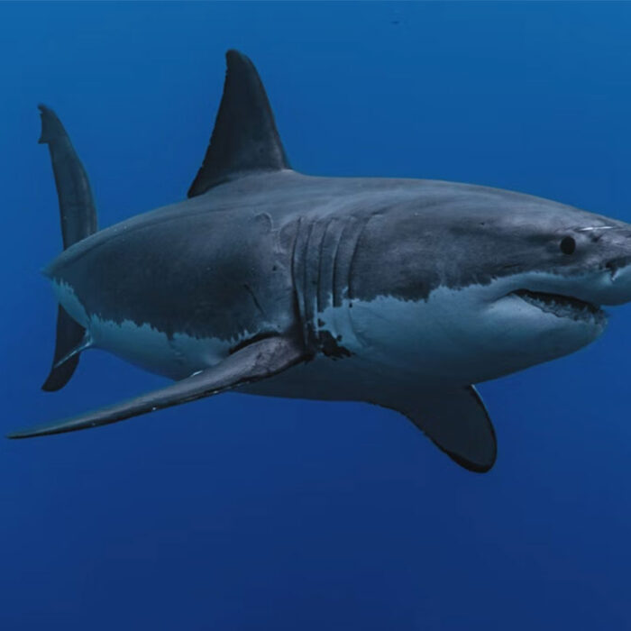 Jaws film