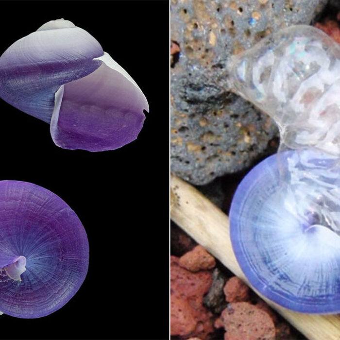 Janthina sea snail