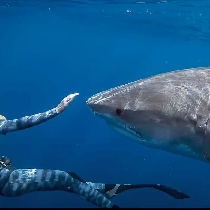 Ocean Ramsey Shark Whisperer