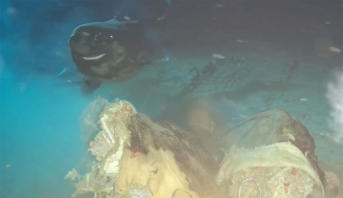Pacific sleeper sharks eating cow carcass