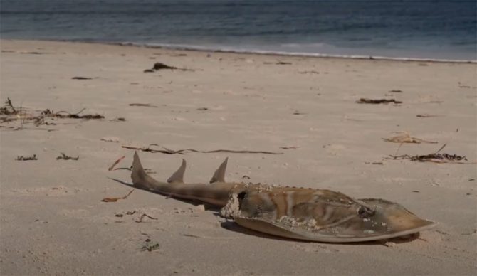 Algal bloom Australia