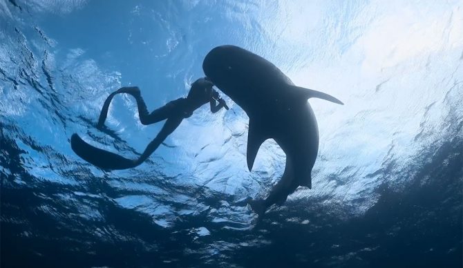 Time Magazine Shark Whisperer on Netflix