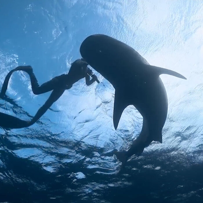 Time Magazine Shark Whisperer on Netflix