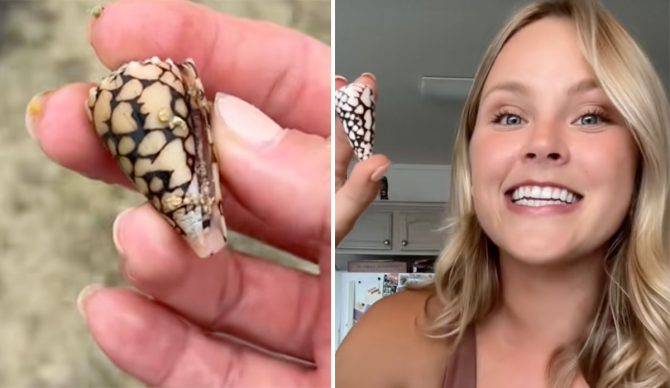 TikTok influencer cone snail