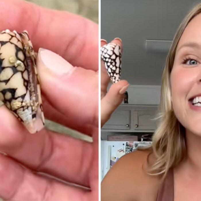 TikTok influencer cone snail