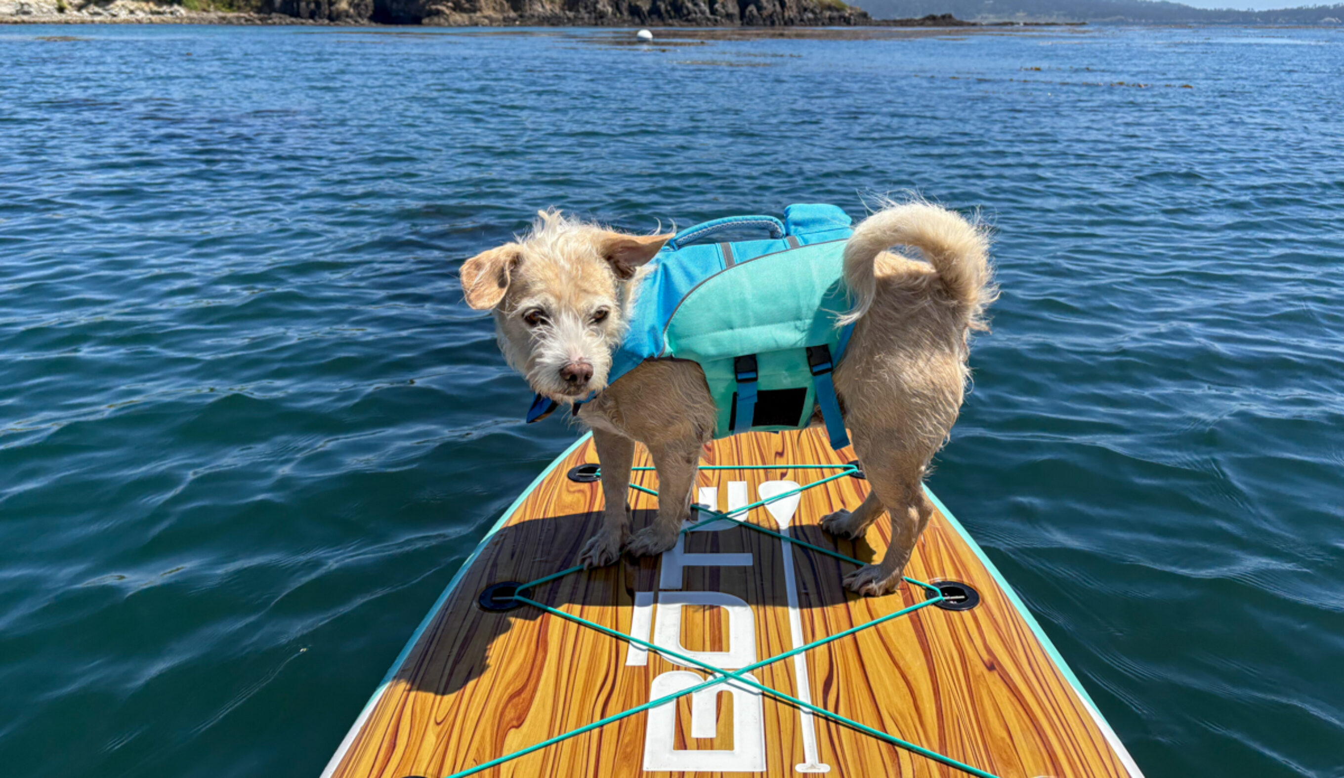 dog on a paddle board