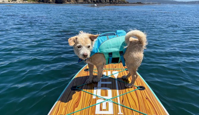 dog on a paddle board