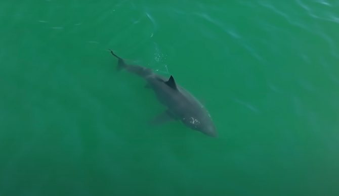 Sometimes sharks are closer than you think. Photo: Carlos Gauna // YouTube