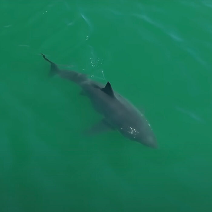 Sometimes sharks are closer than you think. Photo: Carlos Gauna // YouTube