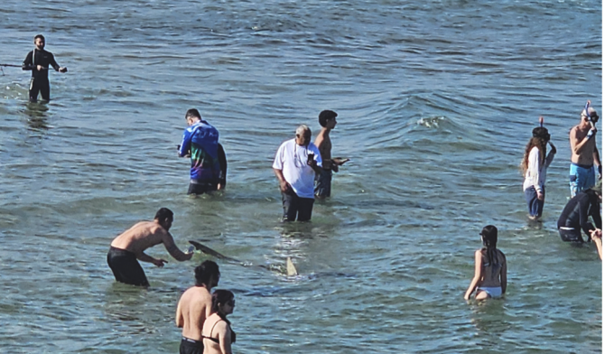dusky shark feeding