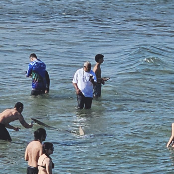 dusky shark feeding